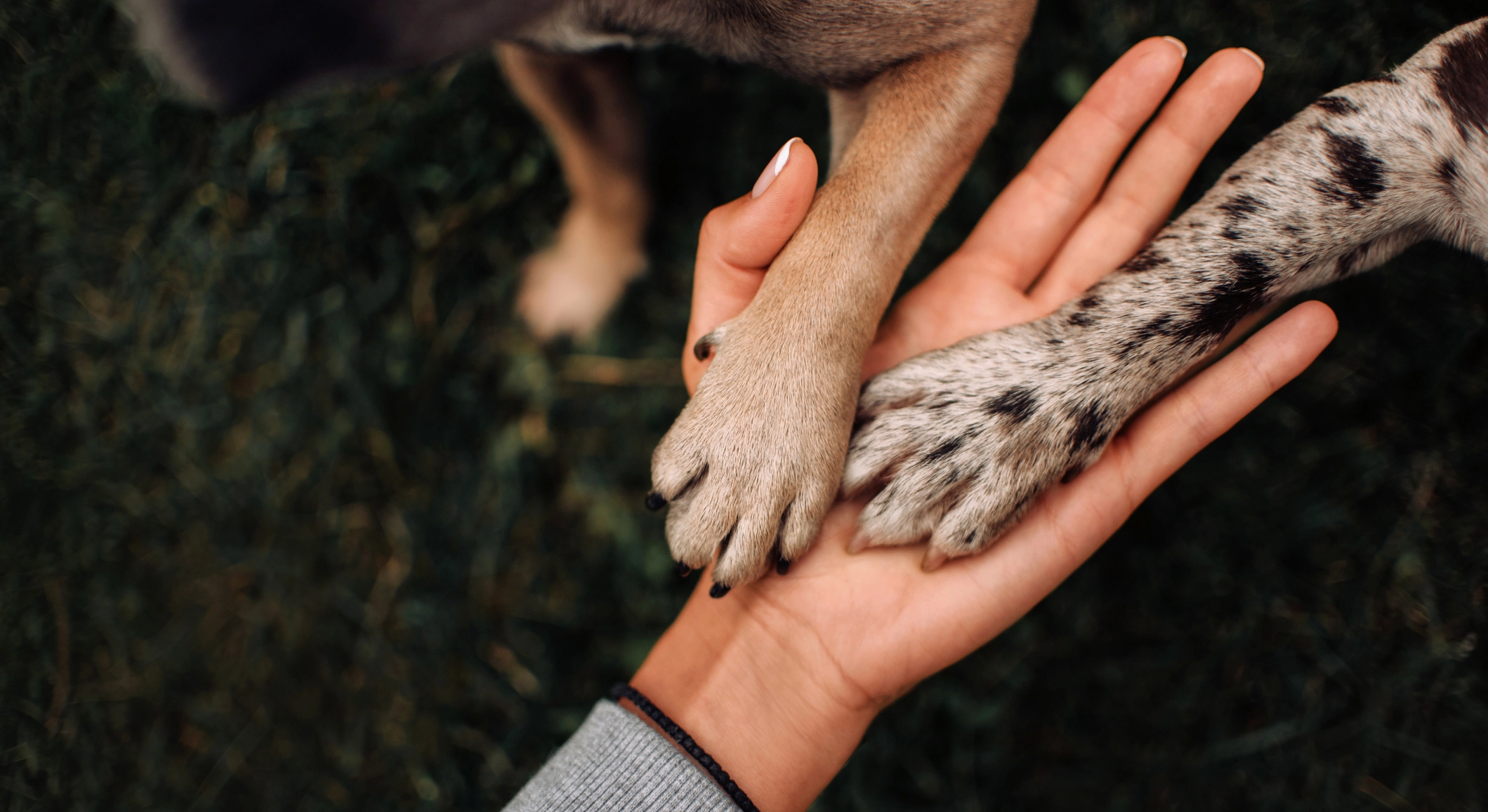Paws for Friendship Event in Chino Valley