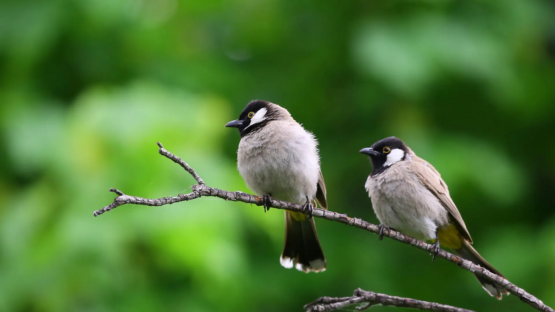 Chino Valley Library Birding Nature Presentation