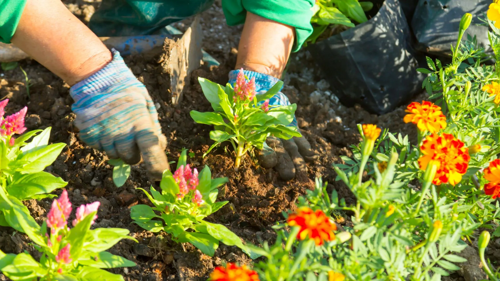 Chino Valley Master Gardener