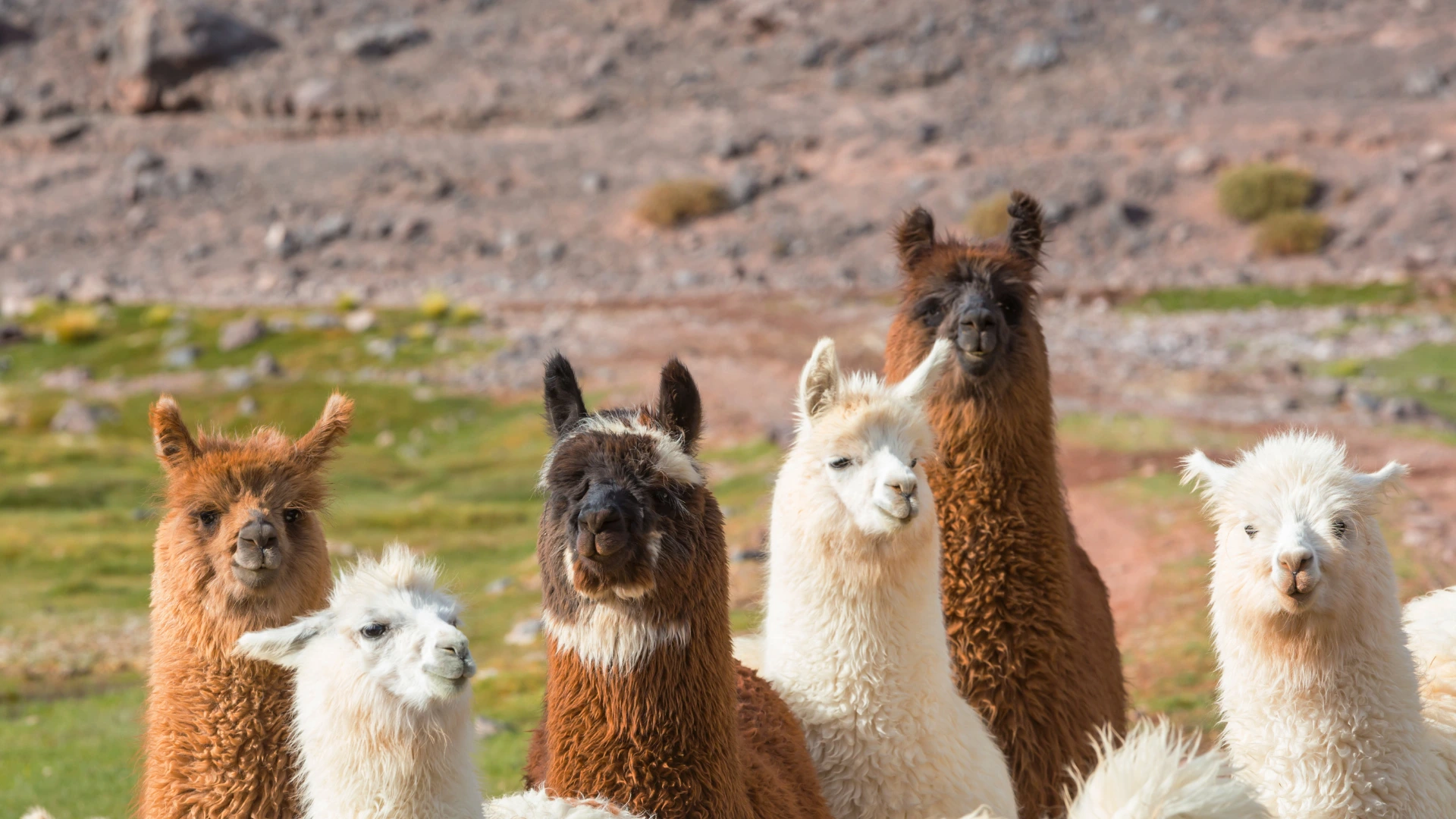 Llamas and Alpacas at the Chino Valley Library!